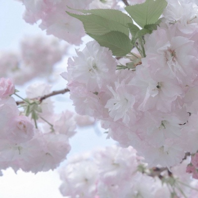 缙云福瑞交流群